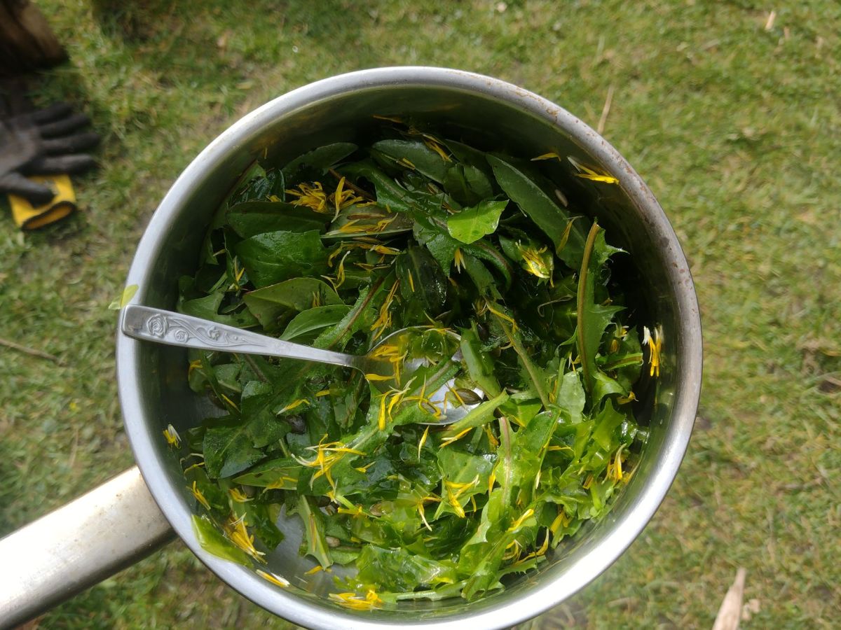 Wildplukexpert worden