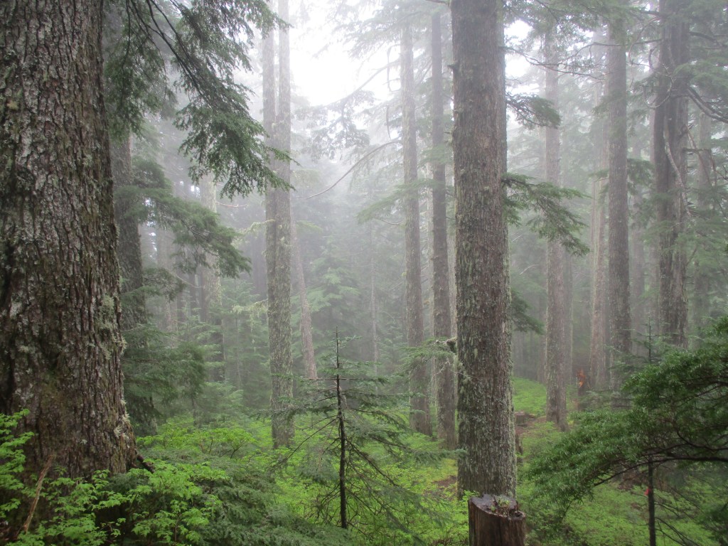 Alleen tussen de&nbsp;beren